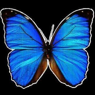 Butterfly Boutique logo, a blue butterfly